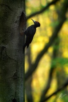 Datel cerny - Dryocopus martius - Black Woodpecker 5421